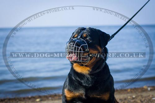 Dog Basket Muzzle for Rottweiler Dog Breed